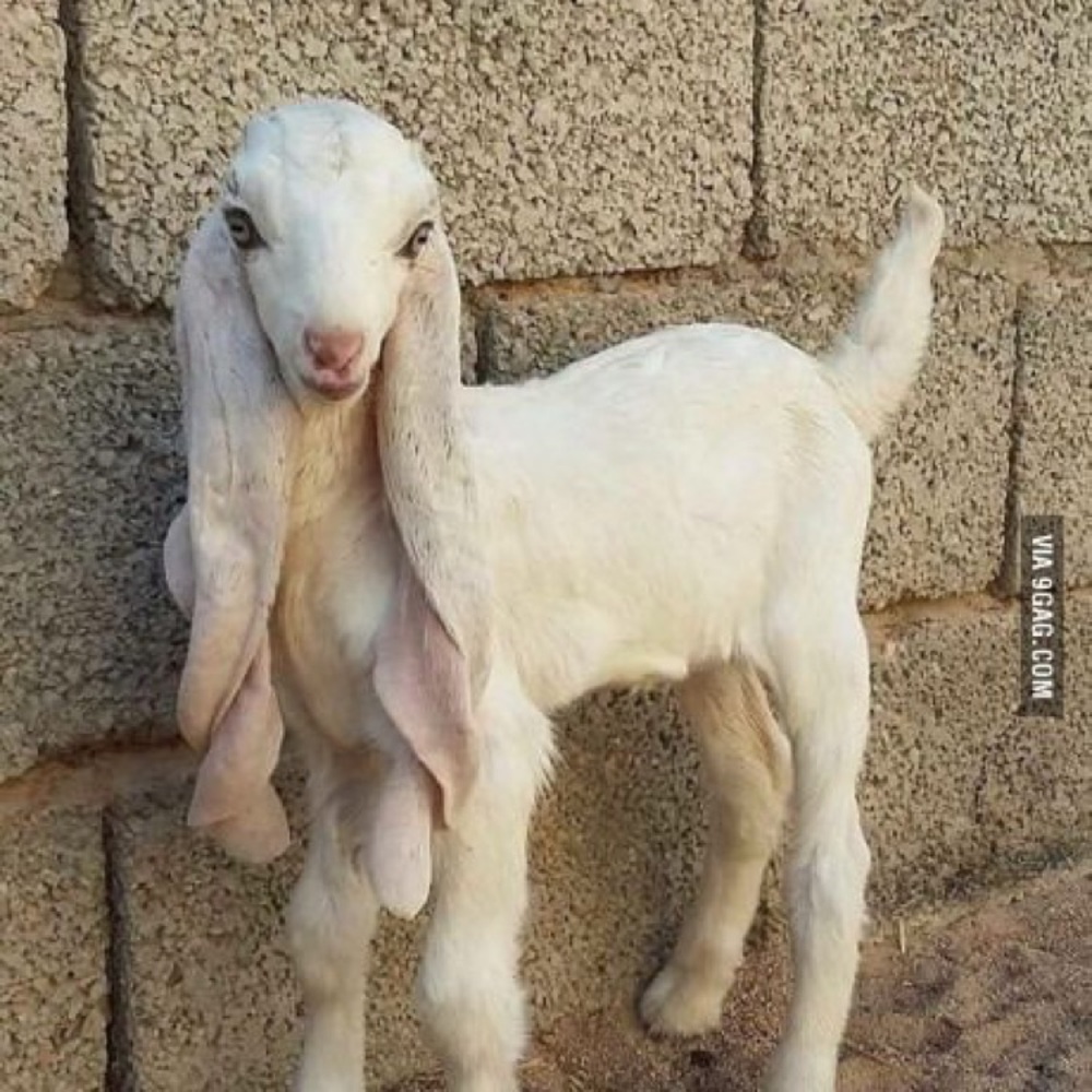 Meet your Posher, Tabby